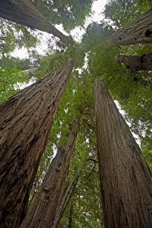 Redwoods: Coastal Redwood forest - view of trunks to canopy