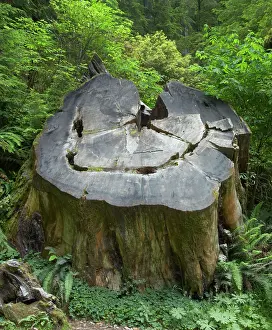 Redwoods: Coastal Redwood stump