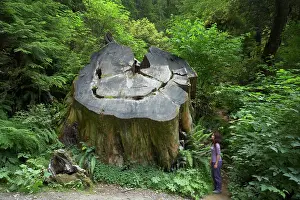 Redwoods: Coastal Redwood stump