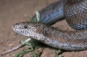 Lichanura: Coastal Rosy Boa