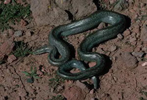Lichanura: Coastal Rosy Boa