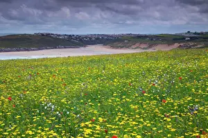 Marigolds: Coastal Scene view towards Crantock Beach - Poppies