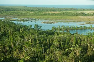 Pete: Coastal Swamp, Belize, Central America