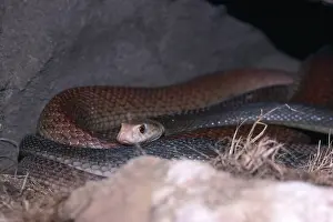 Deadly: Coastal Taipan