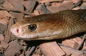 Deadly: Coastal Taipan