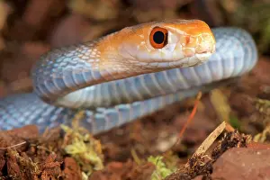 Elapidae: Coastal Taipan (Oxyuranus scuttellatus canni)