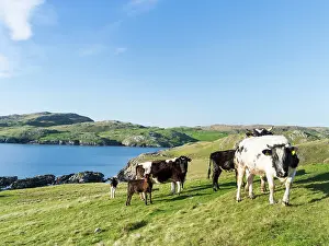 Sandness: Coastline of the West Burra Firth. Shetland
