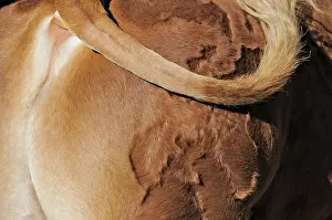 Backs: Detail of the coat of a bull Limousin France