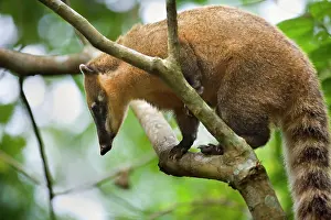 Nasua: Coati - adult sitting on a branch in a tree in