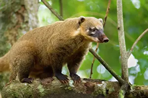 Nasua: Coati - adult sitting on a branch in a tree in