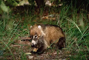 Coatis: COATI - eating rattlesnake it had killed