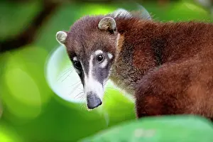 Procyonidae: Coati (Nasua nasua) portrait, Costa Rica
