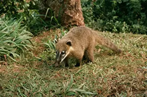 Nasua: COATIMUNDI