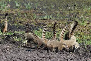Digging: Coatimundi