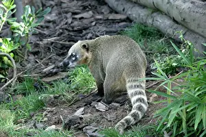 Coatis: COATIMUNDI / COATI