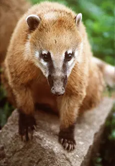Martin Beames: COATIMUNDI / COATI - close-up