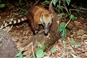 Fallen: COATIMUNDI / COATI - foraging by fallen tree