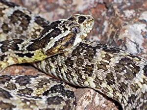 Bothrops: Coatinga Lancehead