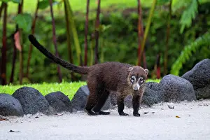 Cloud Forest: Coatis, also known as coatimundis, are members of the family