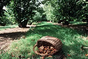 Ardea London: COB NUTS - in basket