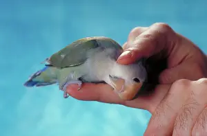 Lovebird: Cobalt blue lovebird