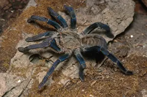 Malay: Cobalt Blue Tarantula