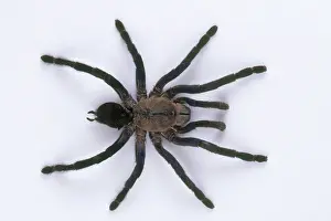 Malay: Cobalt Blue Tarantula