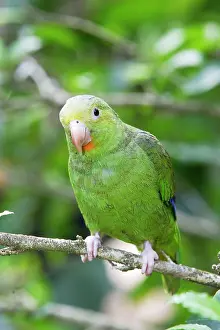 Cobalt: Cobalt-winged Parakeet