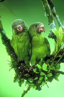 Parakeets: Cobalt-winged parakeets