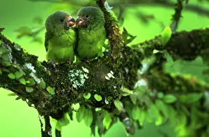Parakeets: Cobalt-winged parakeets
