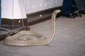 Bangkok: Cobra at Snake Farm