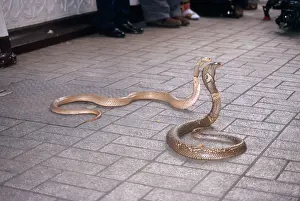 Bangkok: Cobras at Snake Farm