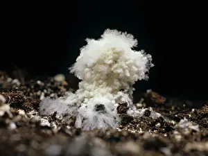 Filaments: Cobweb disease on edible mushroom