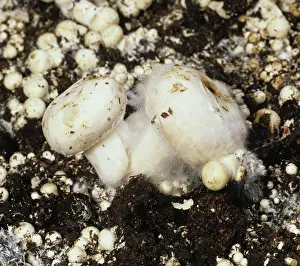 Compost: Cobweb Disease on edible mushrooms