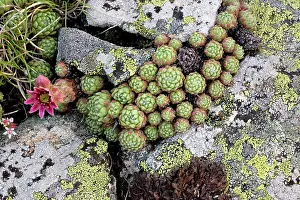 Sempervivum: Cobweb houseleek - just coming into flower