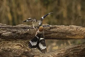 Finch: Coccothraustes coccothraustes, italy