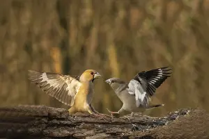 Finch: Coccothraustes coccothraustes, italy