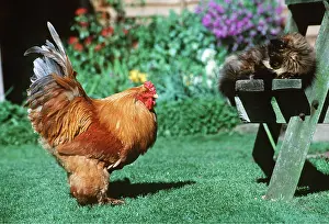 Poultry: Cochin Chicken and Cat