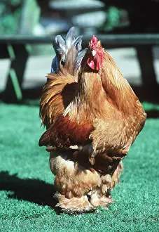 Cockerel: COCHIN CHICKEN - cockerel / male