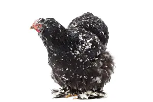 Cochin: Cochin Chicken hen