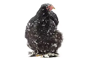 Cochin: Cochin Chicken hen