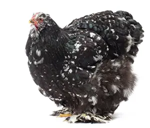 Cochin: Cochin Chicken hen