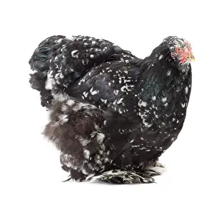 Cochin: Cochin Chicken hen