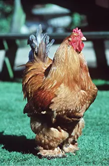 Cockerel: COCHIN CHICKEN - male
