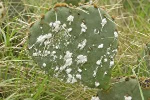 Secretion: Cochineal bug, Dactylopus confusus