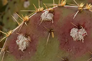 Cochineal: Cochineal Bugs - on Prickly Pear Cactus (Opuntia)