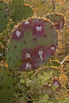 Cochineal: Cochineal Bugs - on Prickly Pear Cactus (Opuntia)