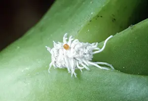 Pascal Goetgheluck: COCHINEAL INSECT