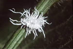 Pascal Goetgheluck: COCHINEAL INSECT