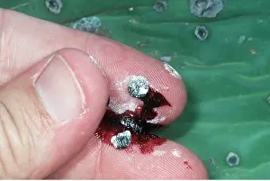 Hands: Cochineal insect - crushed to show dye